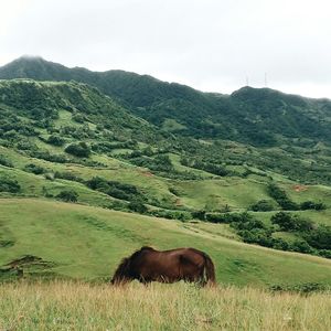 Horse grazing on grassy field against mountains