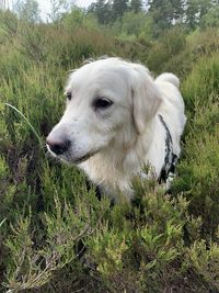 Dog lying on grass