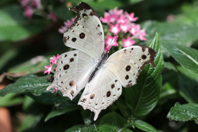 Close-up of butterfly pollinating on flower