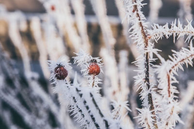 Close-up of snow on flower during winter