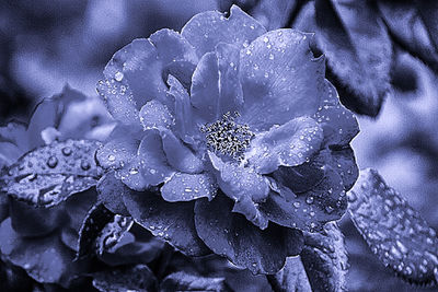 Close-up of water drops on flower