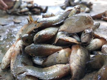 Close-up of fish for sale
