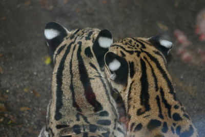 Close-up of two ocelot