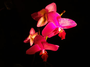 Close-up of pink orchid blooming against black background
