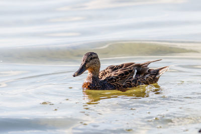 Duck swimming in lake