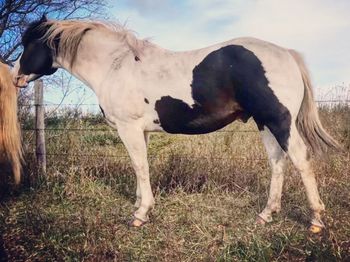 Horse standing in ranch