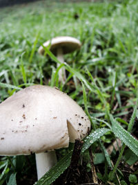 Close-up of fly agaric mushroom