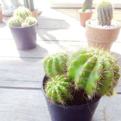 Close-up of potted plants on table