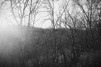 Bare trees on landscape