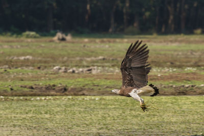 Close-up of eagle flying over field