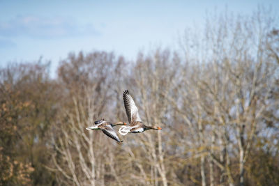Two geese flying across a field in spring