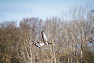 Bird flying in the sky