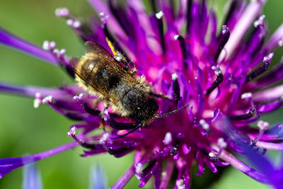 Close-up of bee pollinating on pink flower