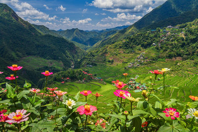 Flowering plants by mountains against sky