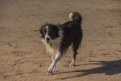 Dog running on beach