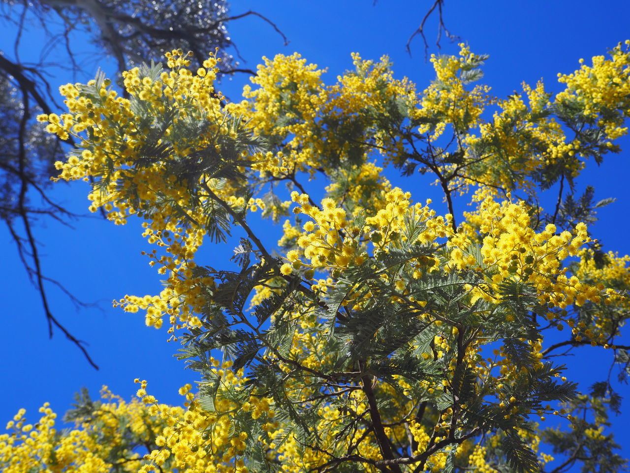LOW ANGLE VIEW OF YELLOW FLOWERING PLANT