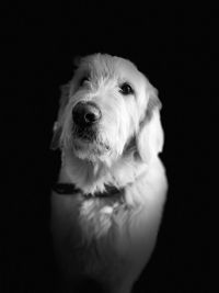 Close-up portrait of a dog over black background