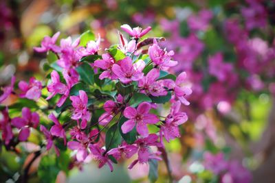 Close-up of pink flowering plant