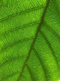 Full frame shot of green leaves