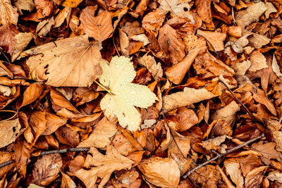 Dried leaves walking in the forest