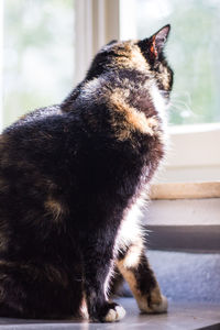 Close-up of a cat looking away