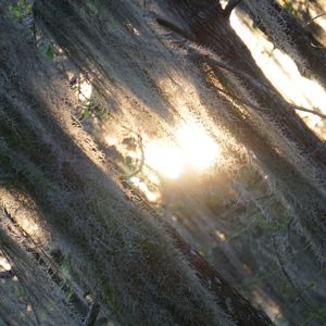 Close-up of tree trunk