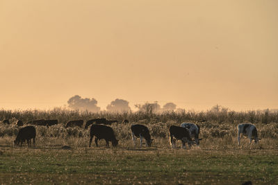 Horses on field against sky during sunset