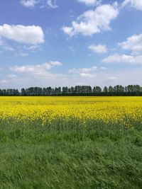 Scenic view of oilseed rape field against sky