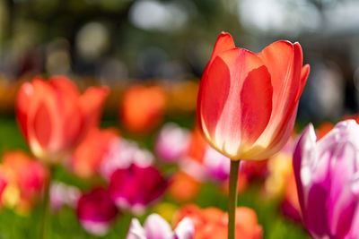 Close-up of red tulips on field