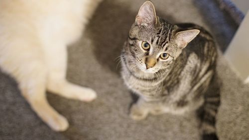 Close-up portrait of tabby cat