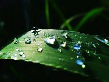 Close-up of raindrops on leaves