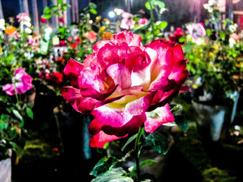 Close-up of flowers blooming outdoors