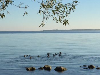 Birds swimming in sea against clear sky