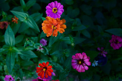 High angle view of flowering plants