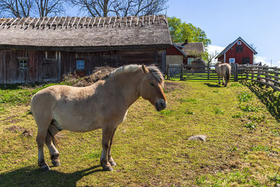 Fjord horse in a pasture at an old barn