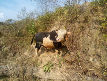 Cows on field against sky