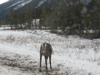 Horse standing on snow covered land