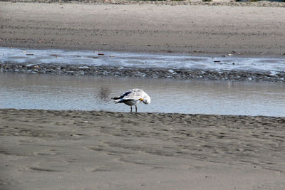 Seagull walking on beach