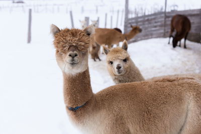 Tan alpaca with heavy mullet standing in snow-covered field with other animal peeking behind