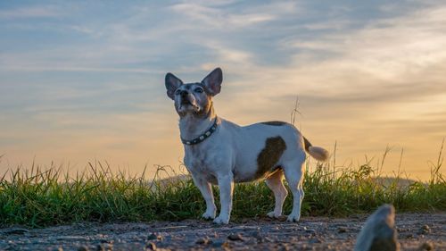 Portrait of dog standing on field