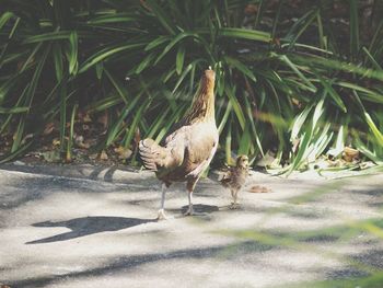 View of a bird on field