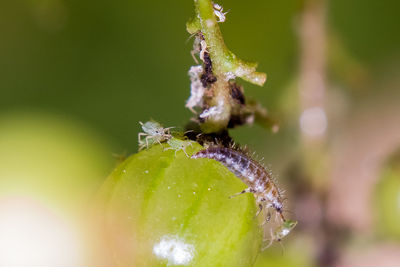 Close-up of insect on plant