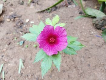 flowering plant