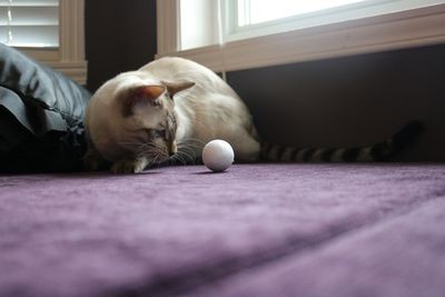 White cat resting on ball at home