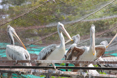 Close-up of pelican