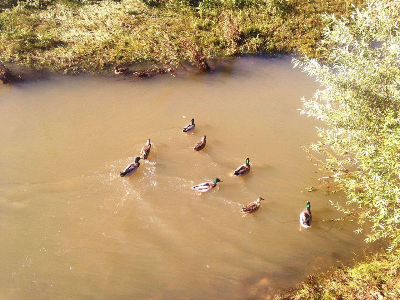 water, bird, animal themes, high angle view, animals in the wild, wildlife, swimming, waterfront, nature, duck, lake, day, flying, outdoors, medium group of animals, beauty in nature, flock of birds, reflection, river