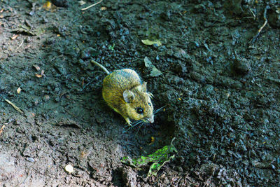 High angle view of mouse