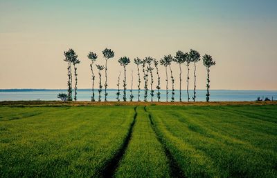 Scenic view of grassy field against clear sky