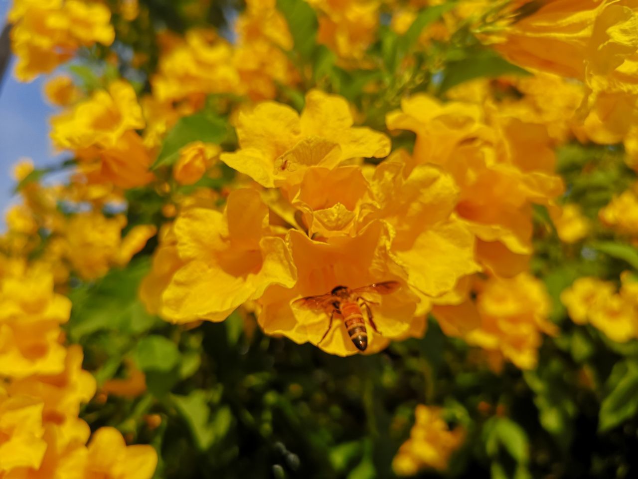 CLOSE-UP OF INSECT ON YELLOW FLOWERING PLANTS