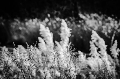 Close-up of plants on field during winter